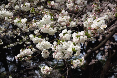 3 桜.jpg