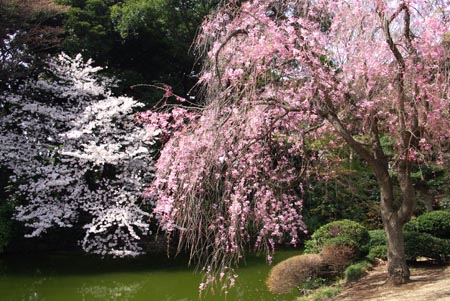 4 桜.jpg