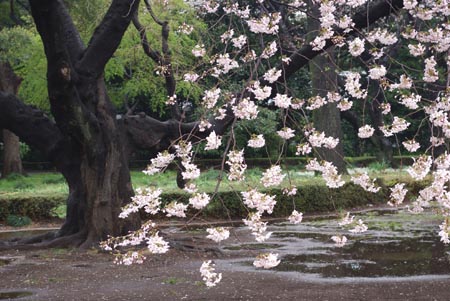 5 桜.jpg