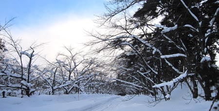 雪の道.jpg