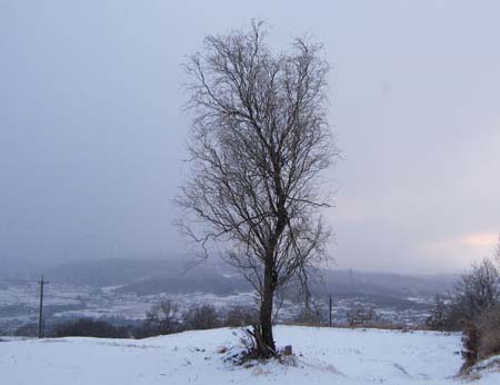 雪と樹木.jpg