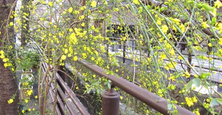 02　黄色い花.jpg