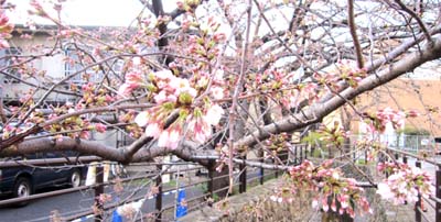 11　桜.jpg