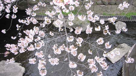 2桜.jpg