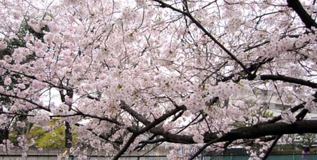 3桜.jpg