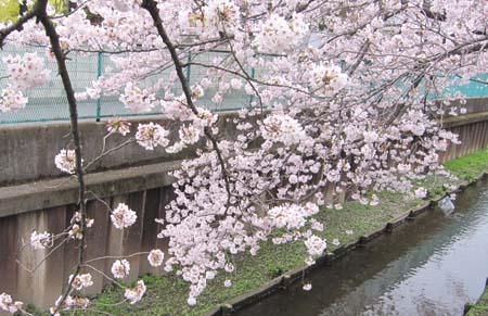 4桜.jpg