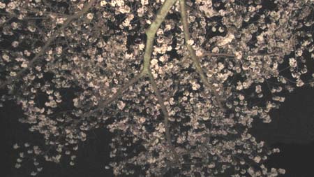 03 桜.jpg