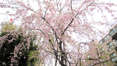 16 桜.jpg