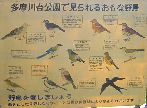 05多摩川の鳥.jpg
