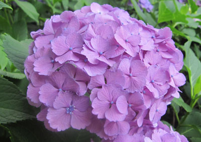 A02　藤色の紫陽花.jpg