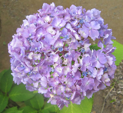 A03 紫陽花.jpg