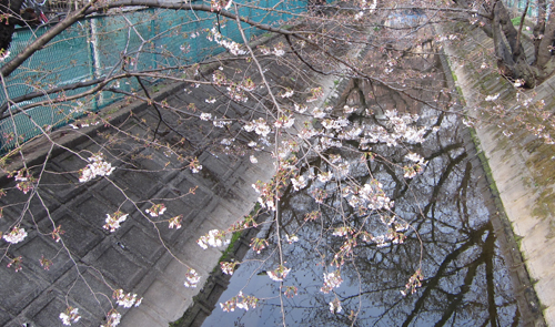 06桜.jpg