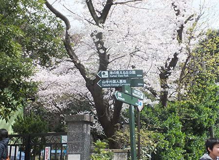 01標識と桜.jpg