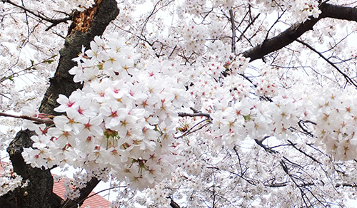 04元町公園の桜.jpg