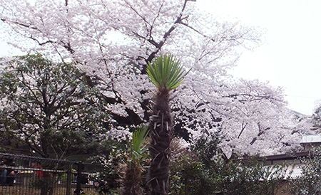 12桜.jpg