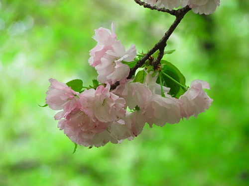 八重桜文例４.jpg
