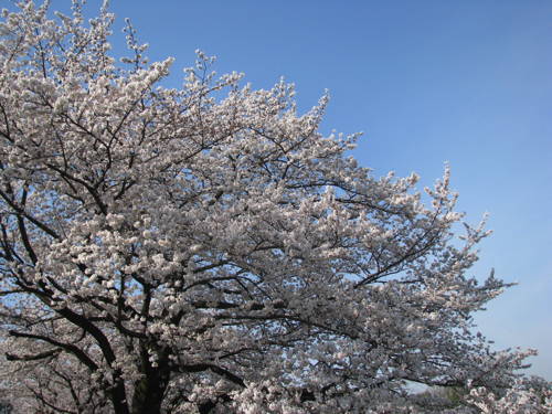 0402桜1100.jpg