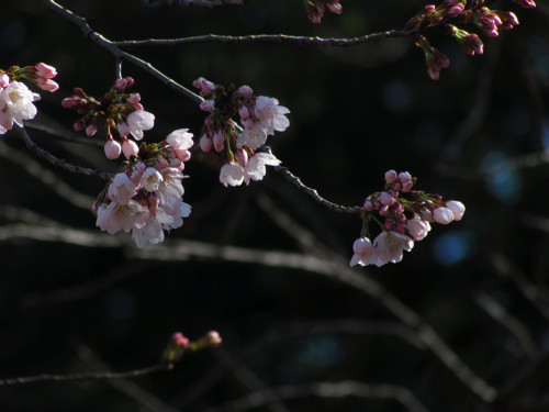 0404桜1214.jpg