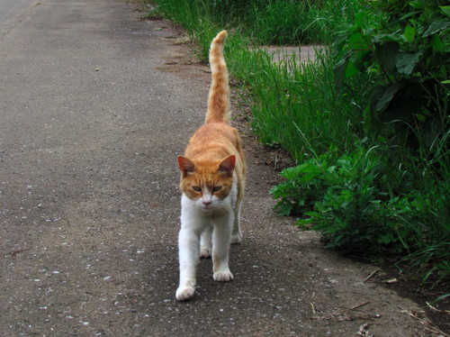 0601散歩赤白cat４.jpg