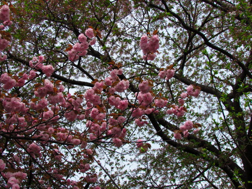 4222八重桜.jpg