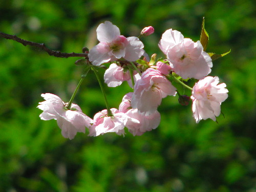 11八重桜１.jpg