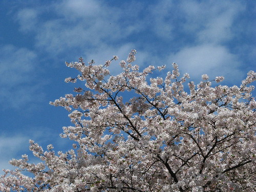 11桜雲１.jpg