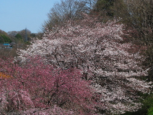 30桜景色３.jpg