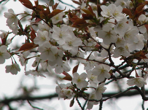 31桜.jpg