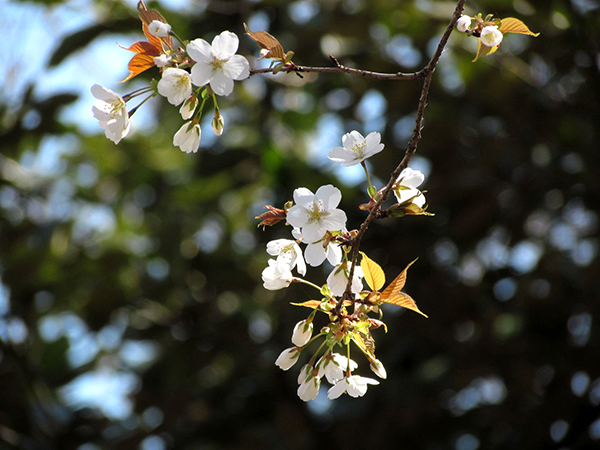 山桜