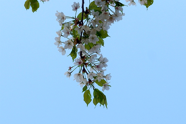 大島桜