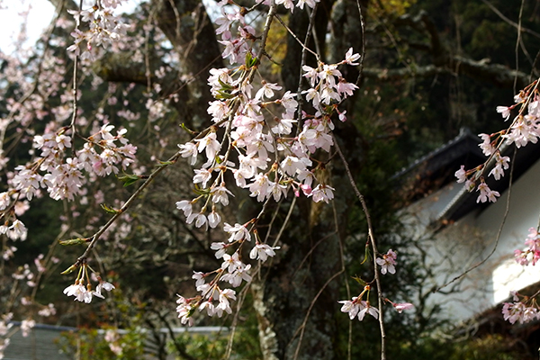 枝垂桜