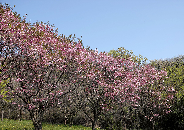 八重桜