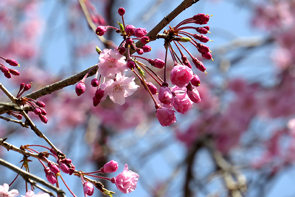 枝垂桜