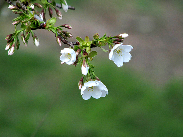 大島桜