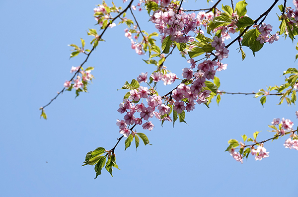 河津桜