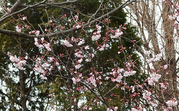 彼岸桜