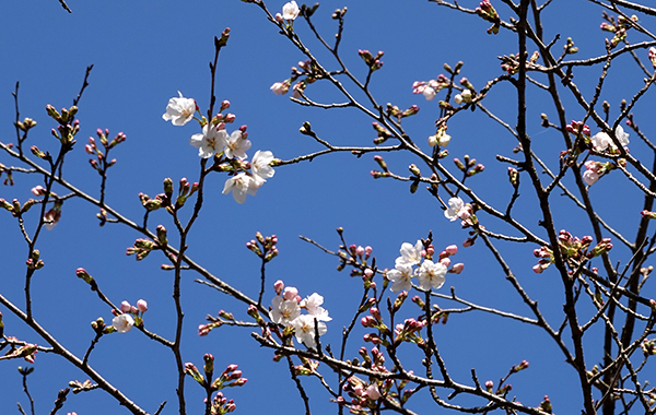 桜開花