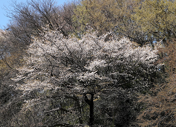 山桜